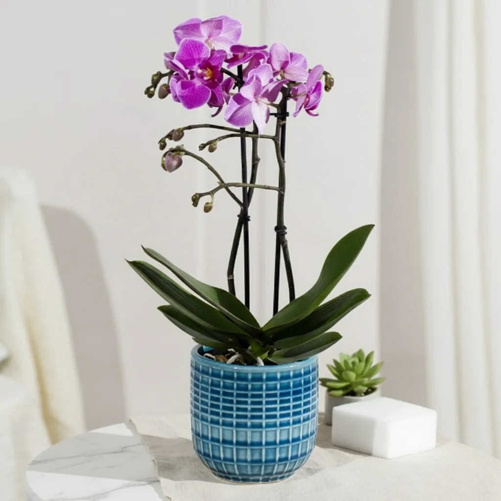 Phalaenopsis Orchid in Ceramic Pot - Elegant white orchid with green foliage
