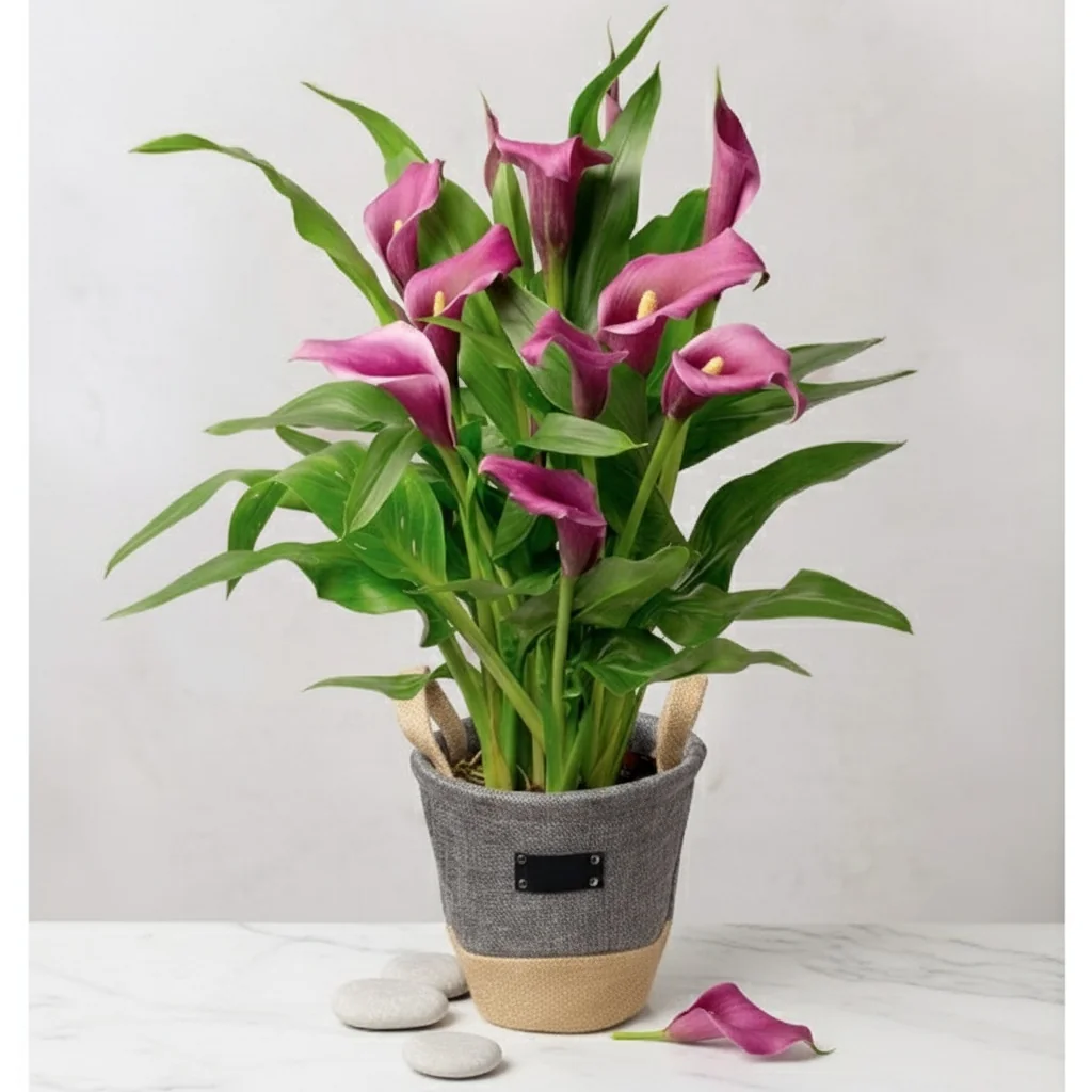 Purple Calla Lily in Grey Pot - Elegant purple calla lily plant in fabric pot