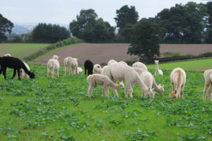90 Minute Alpaca Walk for Two with Charnwood Forest Alpacas