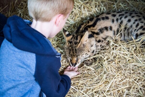 A Choice of One Hour Animal Experience for Two at Hoo Farm Animal Kingdom