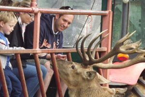 A Day on The Farm with a Deer Safari for Two Adults at Snettisham Park