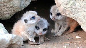 A Family of Four Meet the Meerkats