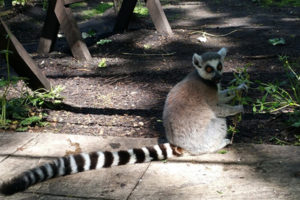 Animal Keeper Experience for Two at Lakeland Wildlife Oasis