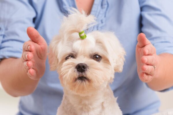 Animal Reiki Certificate Online Course for One