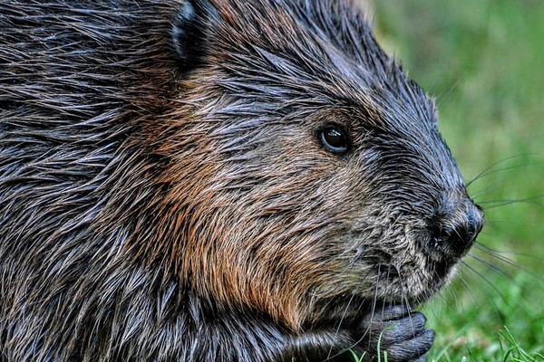 Beaver Close Encounter Experience for One at Drusillas Park Zoo