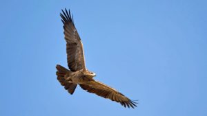Bird of Prey Experience for Two in Warwickshire