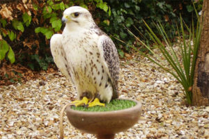 Birds of Prey Experience for Two at North Devon Falconry