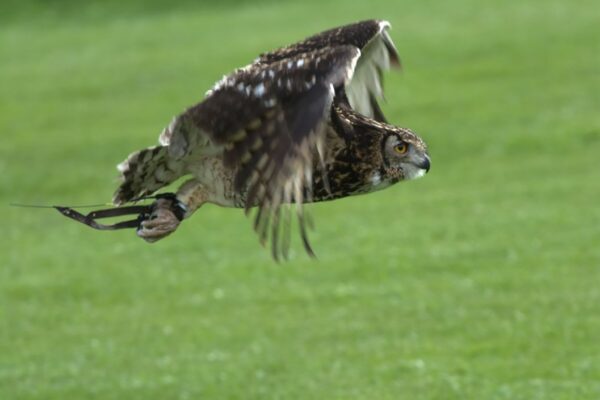 Birds of Prey Experience for Two at SMJ Falconry