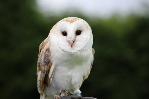 Birds of Prey Experience for Two at SMJ Falconry