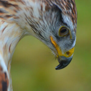 Birds of Prey Experience with Tea and Cake for Two at Willows Bird of Prey Centre