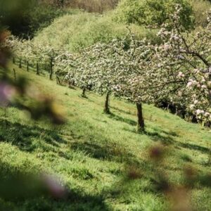 Cider Farm Tour and Tasting for Two at Cornish Orchards