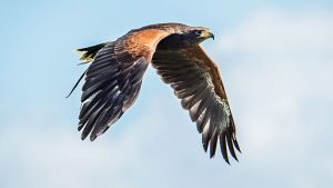 Discover Falconry at Millets Farm Falconry Centre for Two People, Oxfordshire