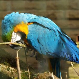 Entry for Two Adults to Beale Wildlife Park and Gardens