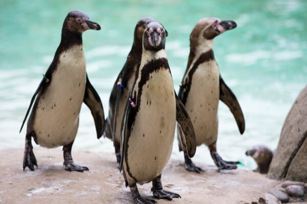 Entry to ZSL London Zoo for One Adult