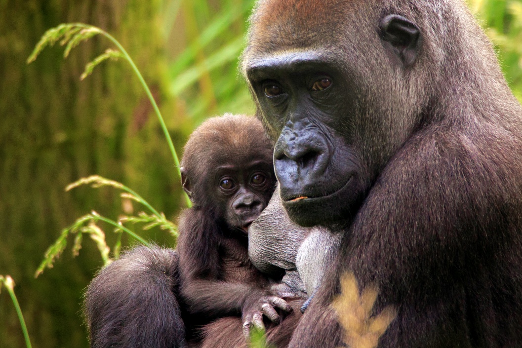 Entry to ZSL London Zoo for One Adult and One Child