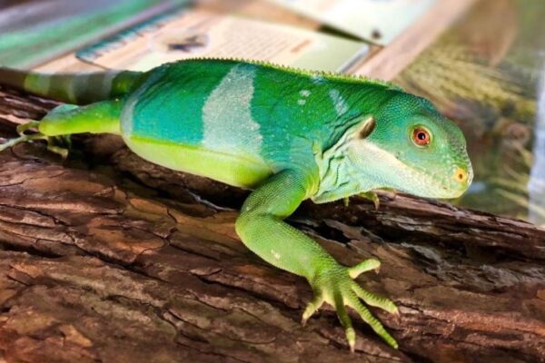Exotic Zoo Entry and a One Hour Reptile Experience for Two