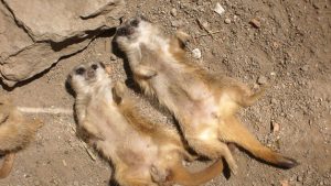 Feed the Meerkats at Kirkleatham Owl Centre for Two