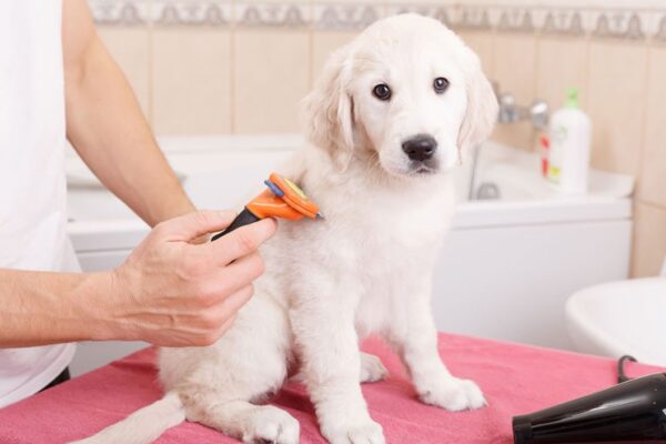 Four Online Complete Animal Care Courses for One