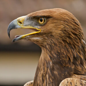 Full Day Falconry Experience for Two