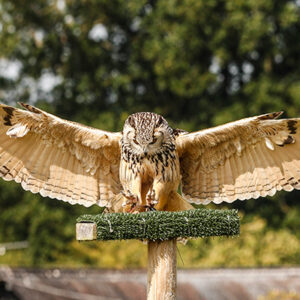 Full Day Falconry Experience for Two