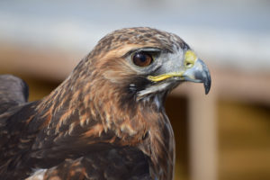 Hawk Walk and Flying Experience for Two at Willows Bird of Prey Centre