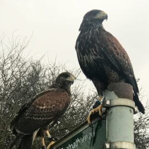 Hawk Walk for Two at The Animal Experience