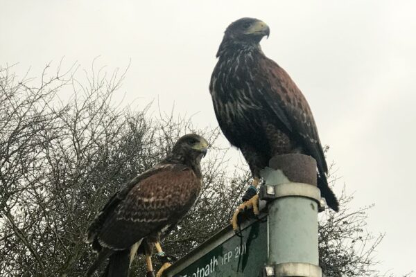 Hawk Walk for Two at The Animal Experience