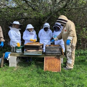 Inside the Hive Rural Beekeeping Experience for Two with Park Farm Cottage