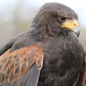 Introduction to Birds of Prey with BB Falconry for One