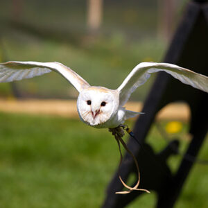 Junior Zoo Keeper Experience at Millets Farm Falconry Centre, Oxfordshire