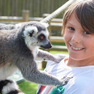 Lemur Close Encounter Experience at Drusillas Park Zoo for One