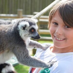 Lemur Close Encounter Experience for Two at Drusillas Park Zoo