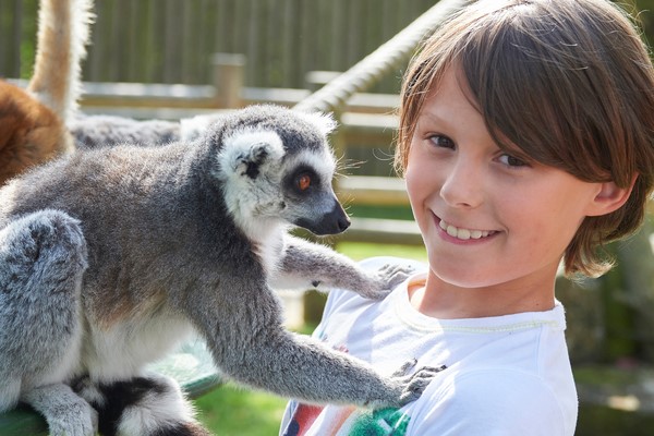 Lemur Close Encounter Experience For Two At Drusillas Park Zoo - Unique ...