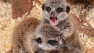 Meerkat Encounter at The Animal Experience for Two Adults and Two Children - Weekdays