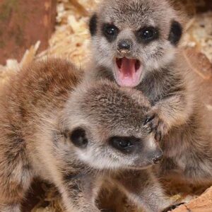 Meerkat Encounter for Two Adults and Two Children at The Animal Experience - Weekdays