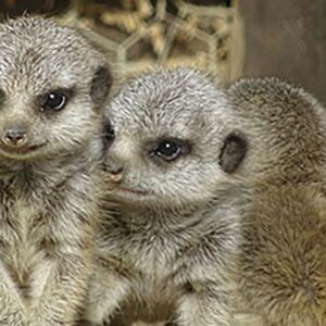 Meerkat Encounter for Two in Lincolnshire