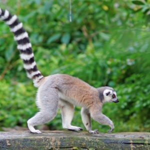 Meerkat and Lemurs the Ultimate Family Animal Experience at Northumberland College Zoo