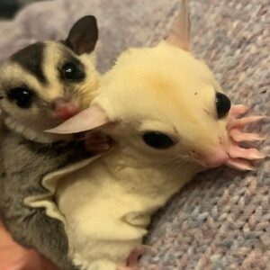 Meet Sugar Gliders for Two with The Animal Experience