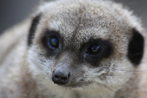 Meet The Animals For Two At Lakeland Wildlife Oasis - Unique Gifting