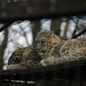 Meet the Carnivores for Two with Lunch at Lakeland Wildlife Oasis