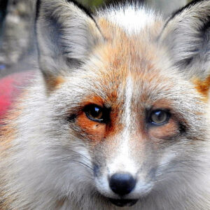 Meet the Red Fox with Lunch for Two at Ark Wildlife Park
