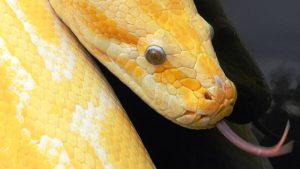 Meet the Reptiles Encounter at The Animal Experience for Two Adults and Two Children