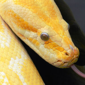 Meet the Reptiles at The Animal Experience for Two Adults and Two Children
