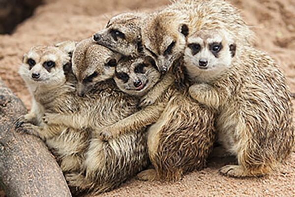 Meeting the Meerkats for Two, Oxfordshire