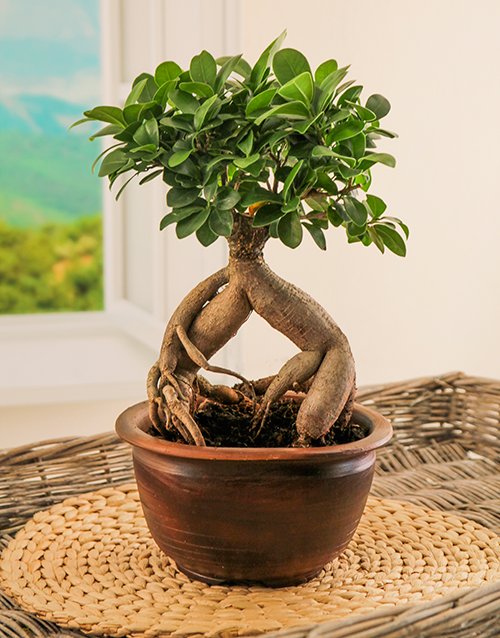 fathers-day Bonsai Tree in Pottery