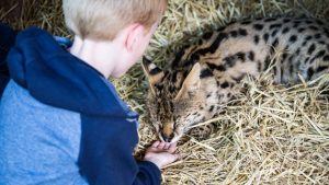 One Hour Choice of Animal Experience for Two at Hoo Farm Animal Kingdom