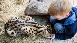 One Hour Choice of Animal Experience for a Family at Hoo Farm Animal Kingdom