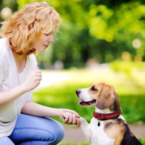 Online Pet Sitting and Dog Walking Diploma Course for One