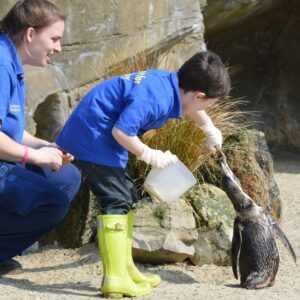 Penguin Close Encounter Experience for Two at Drusillas Park Zoo
