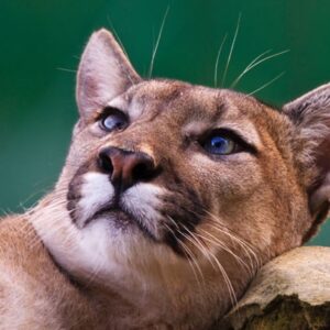 Ranger for a Day at The Big Cat Sanctuary - Weekdays